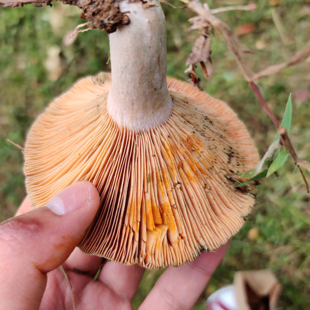 铜绿菌 lactarius deterrimus