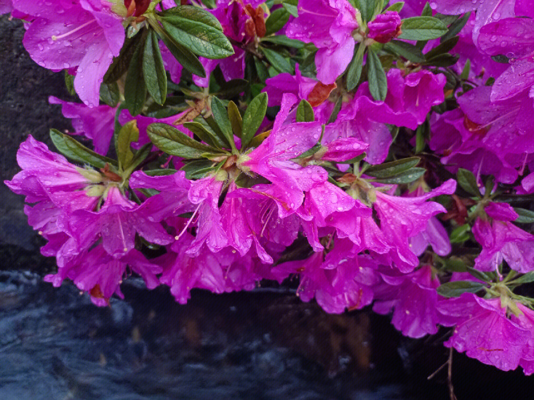 雨后杜鹃花