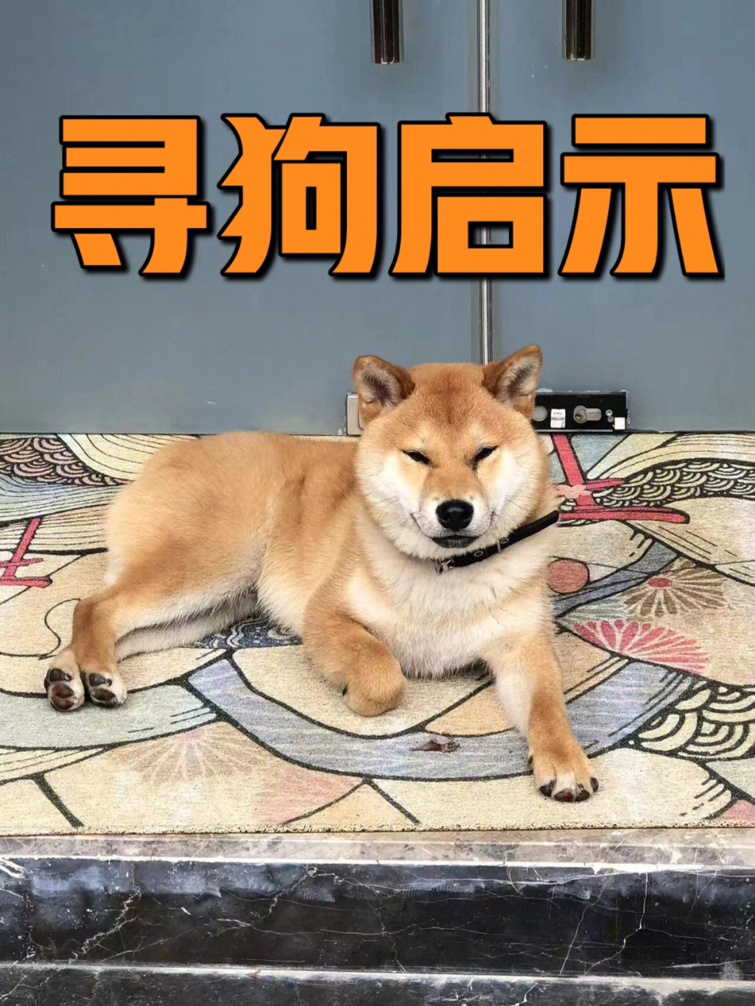 寻狗启示上海走丢柴犬