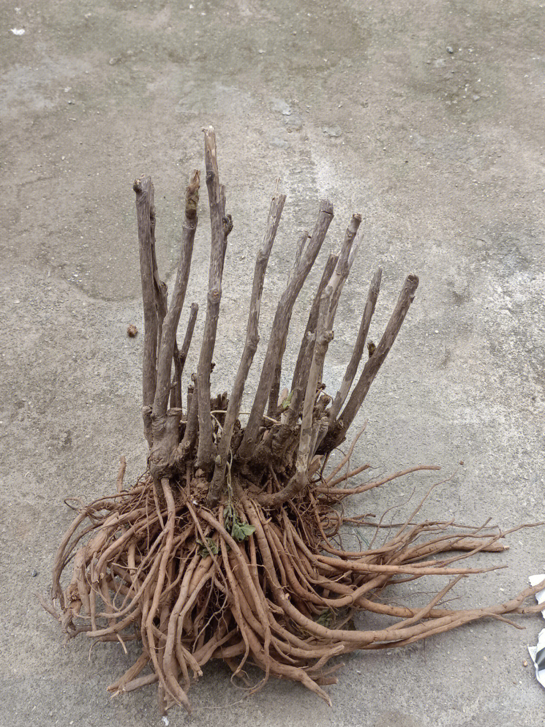 牡丹的根茎长啥样图图片