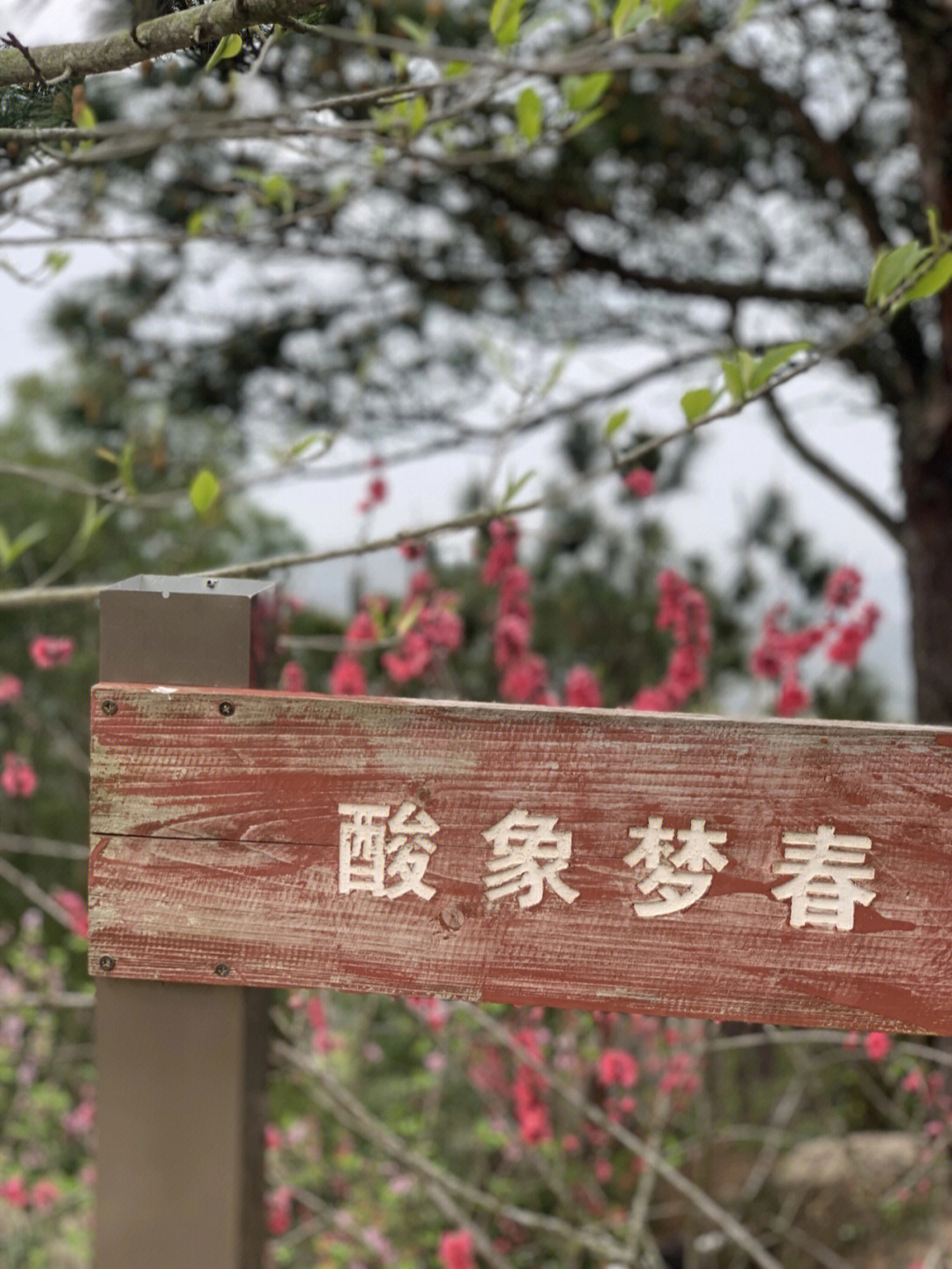 汕头巨峰寺桃花节2021图片