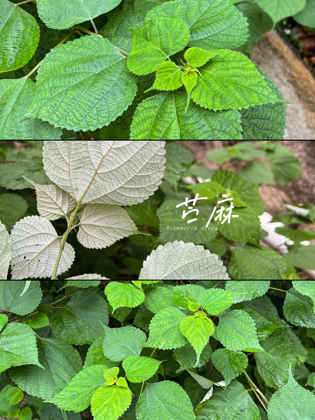 gaudich)是荨麻科,苎麻属亚灌木或灌木植物.