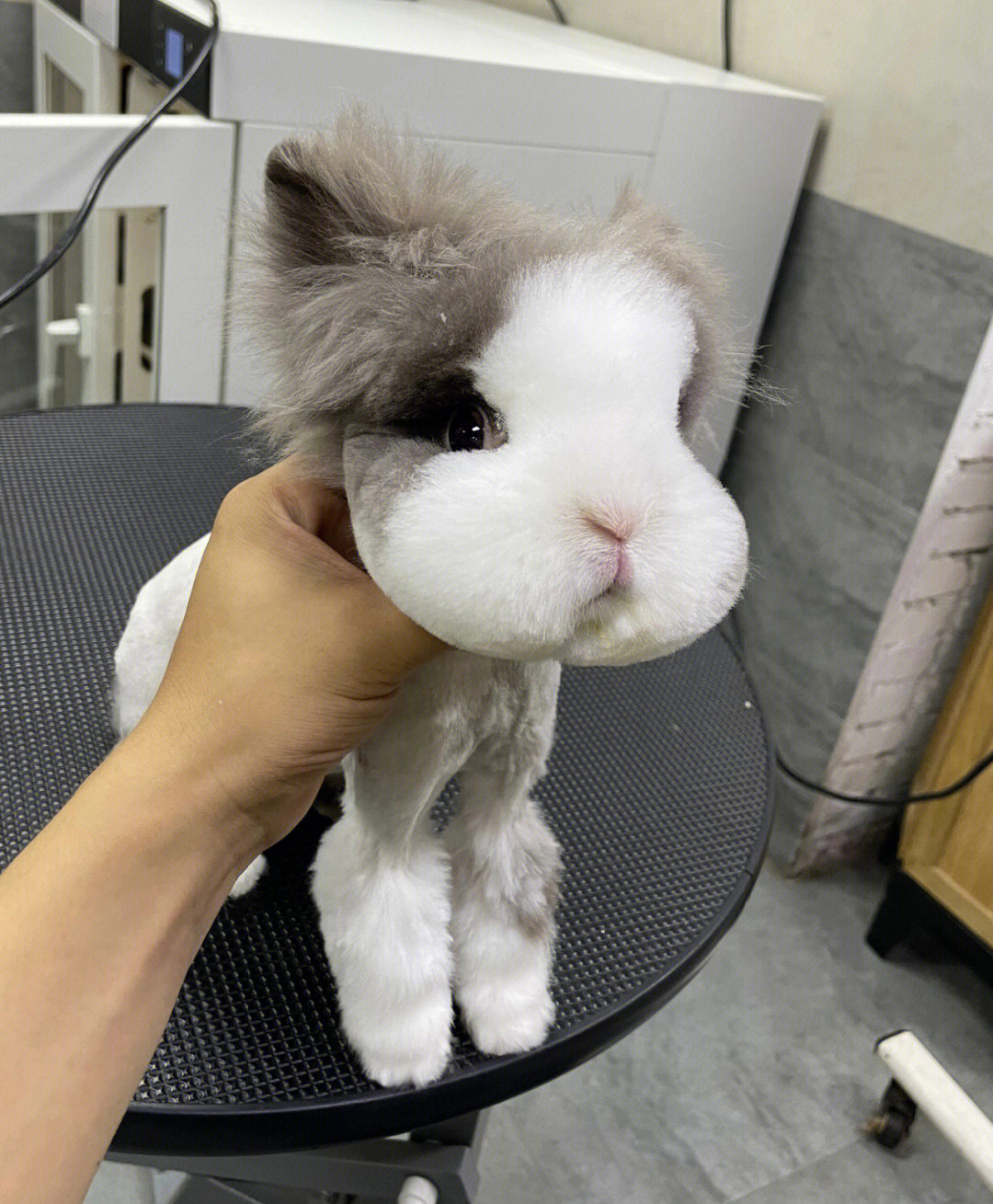 盖脸猫猫兔长大后图片
