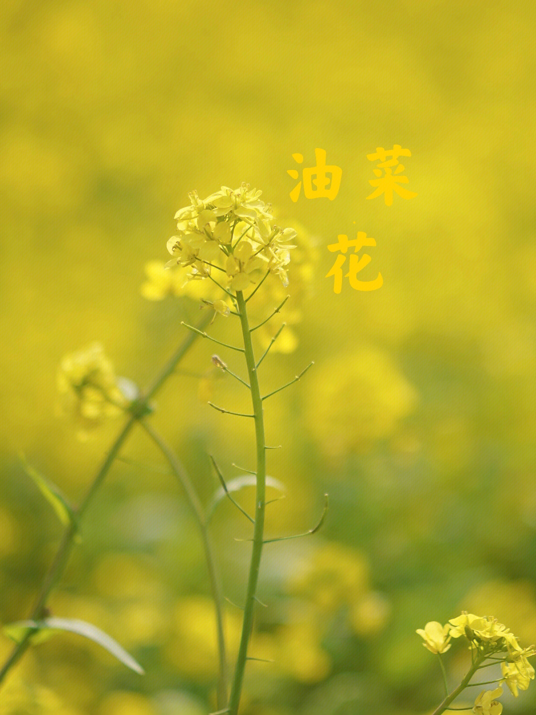 歌曲家乡的油菜花简谱图片