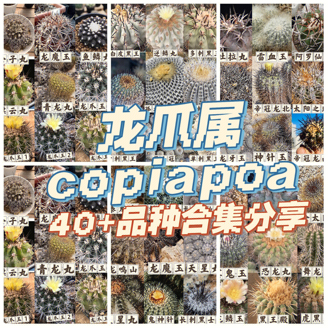 仙人球图鉴龙爪属40品种全分享