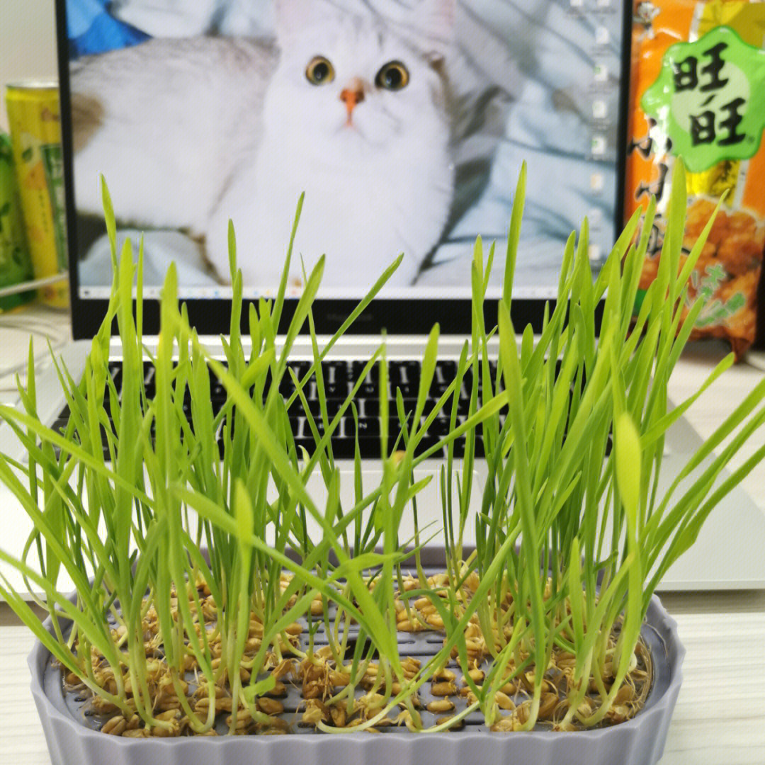 猫草的生长过程日记图片