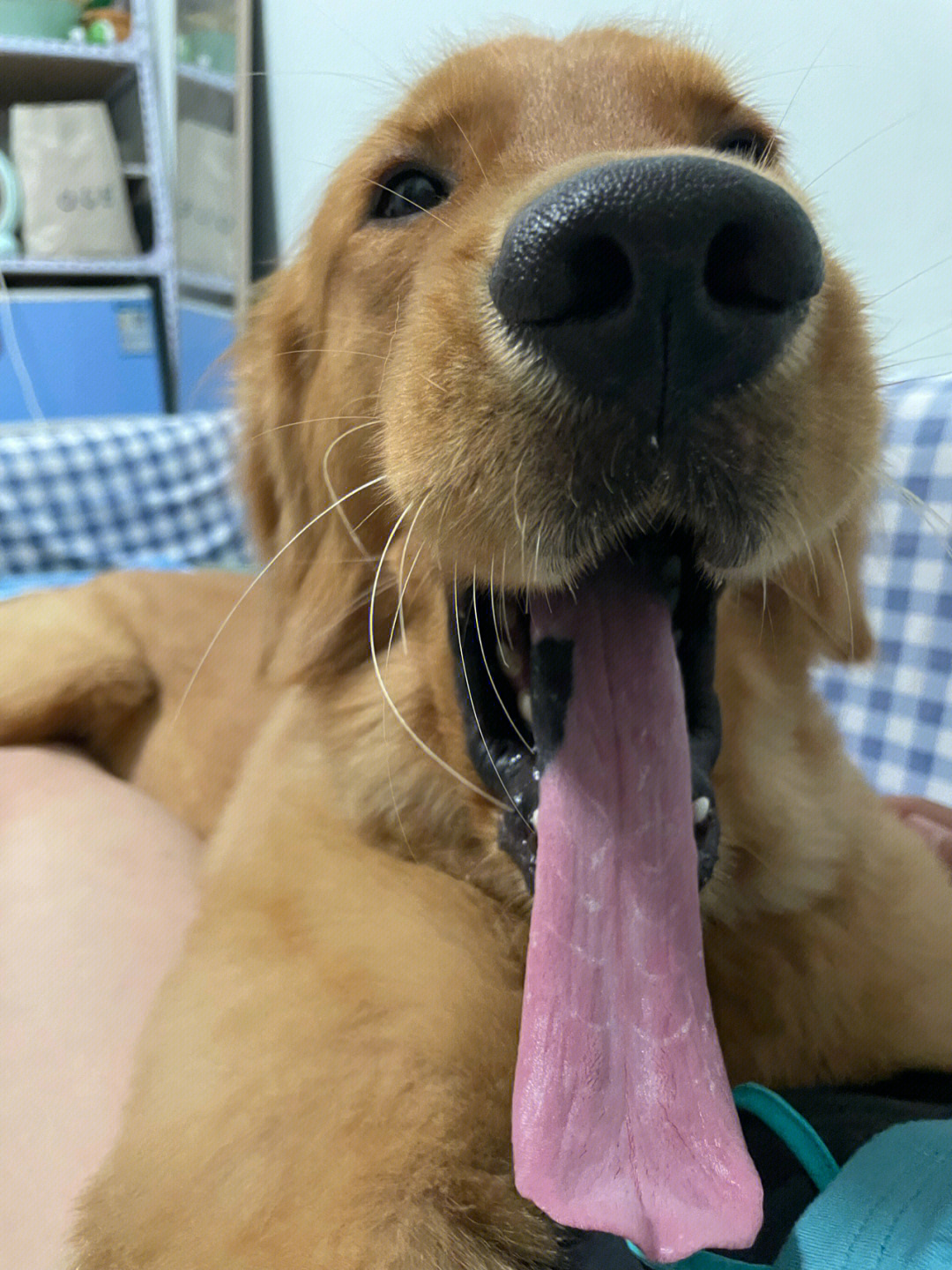 狗狗的舌头上裂痕照片图片