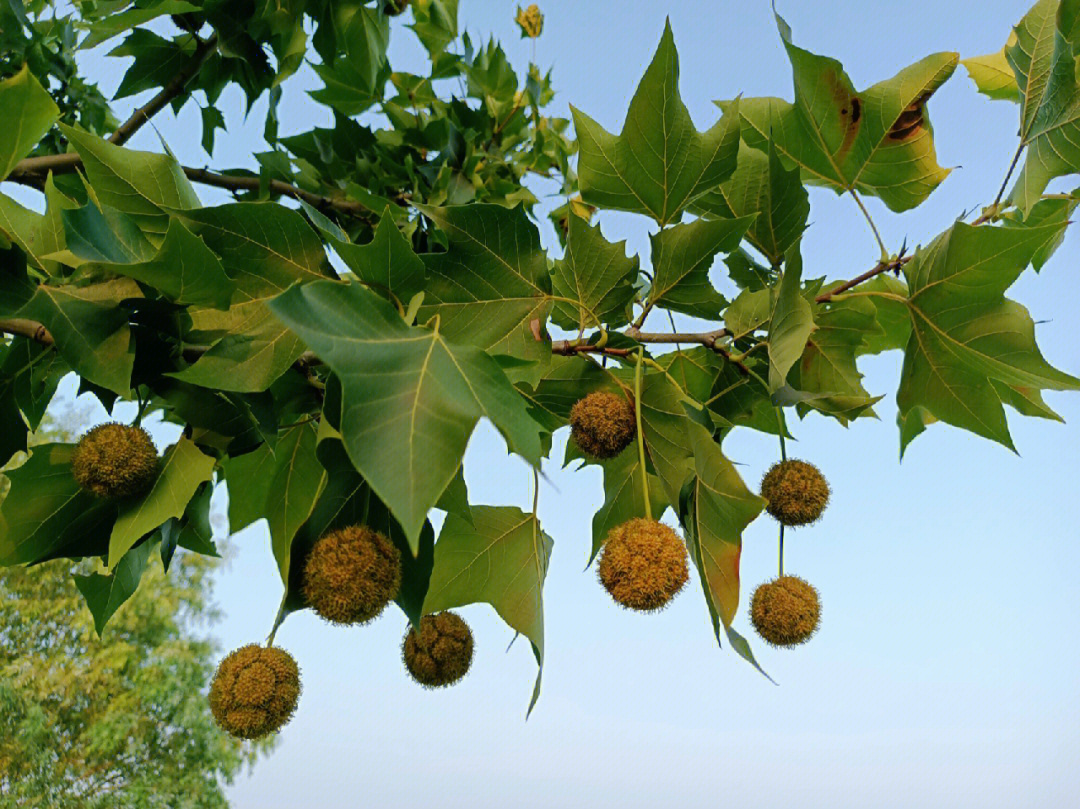 夏日的二球悬铃木以及小黄花自带沉静之美