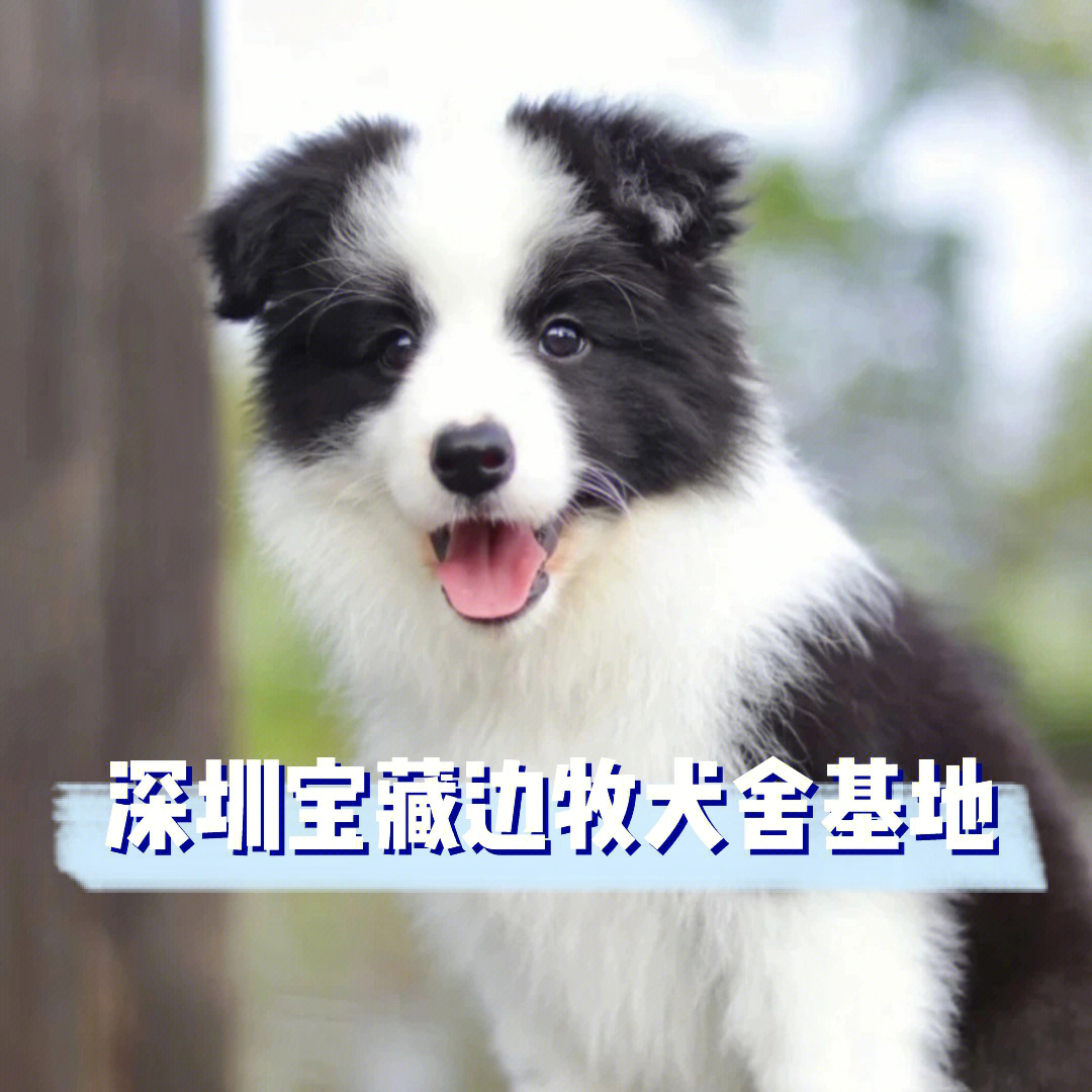 深圳宝藏边牧犬舍基地边牧幼犬宠物市场价格