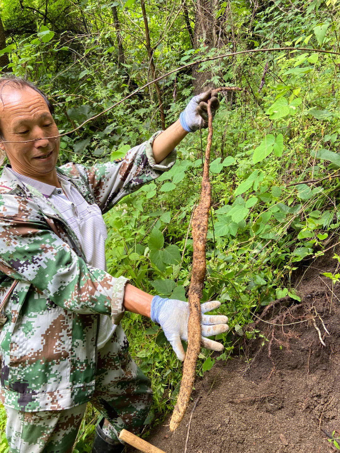 秦岭野生山药健脾养胃神物