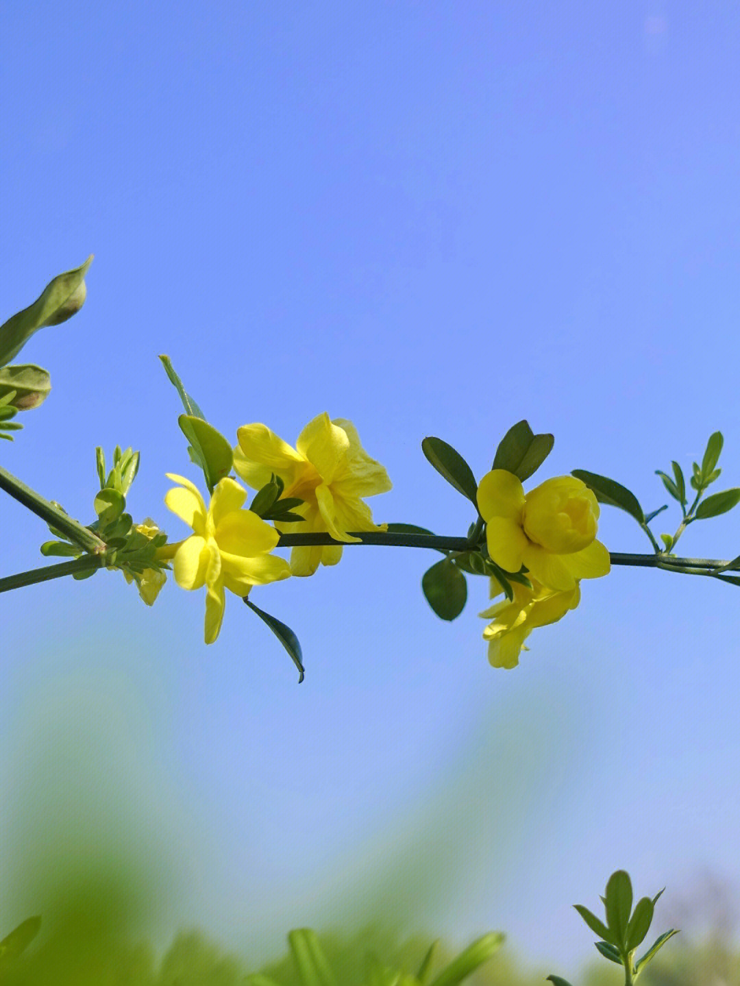 春日识花挑战迎春花