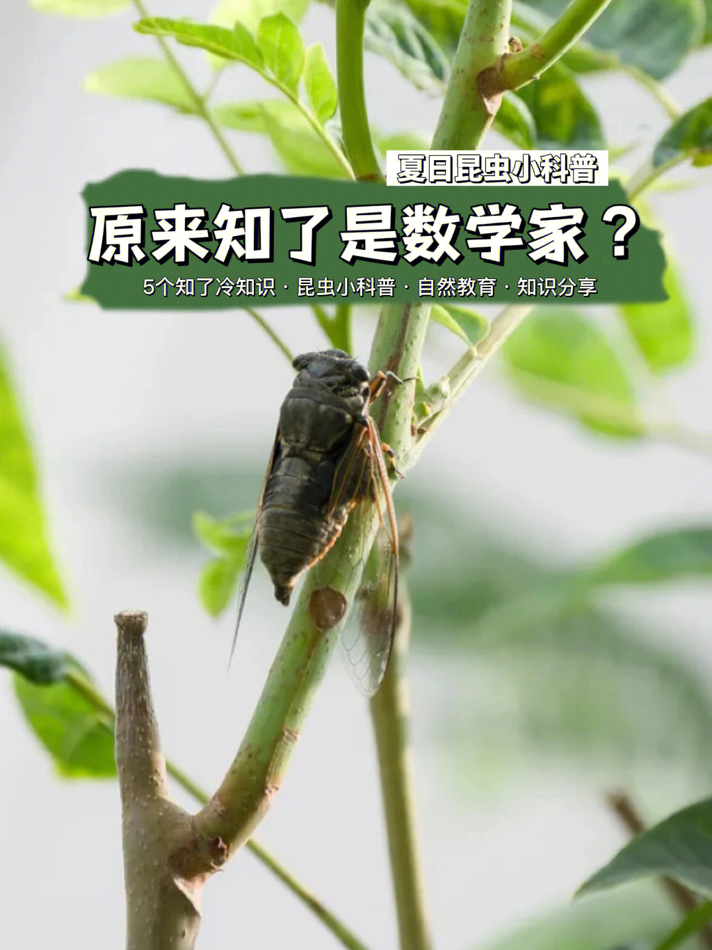 昆虫叫声大全图片