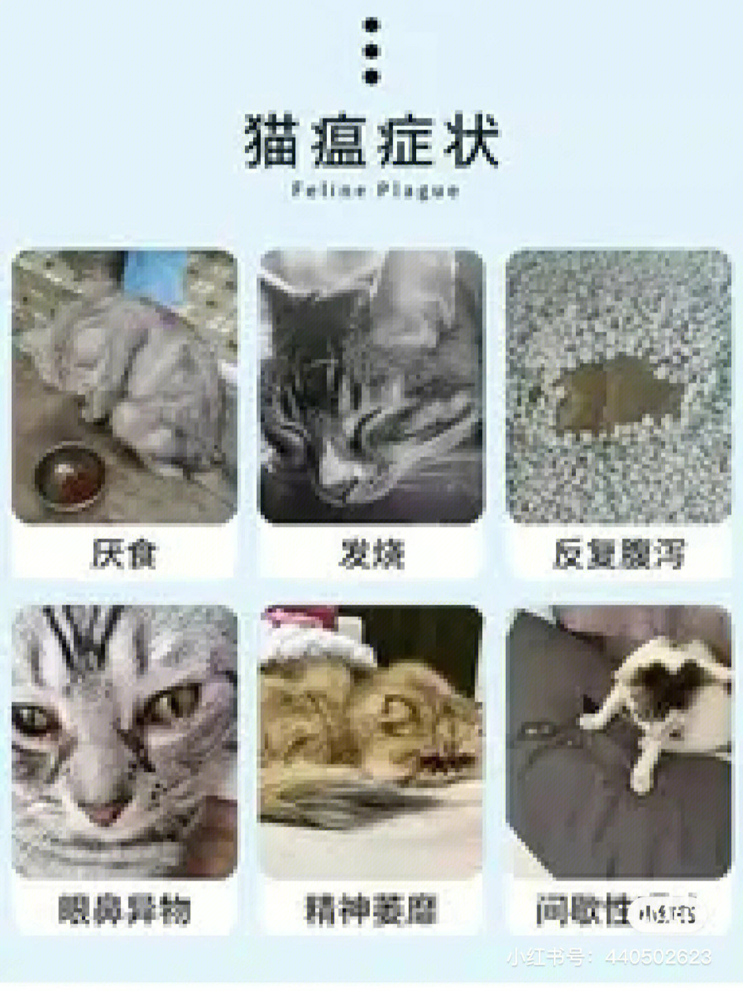 猫瘟呕吐物图片对照表图片
