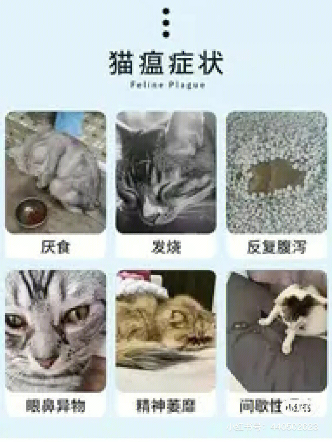 猫瘟怎么治疗图片