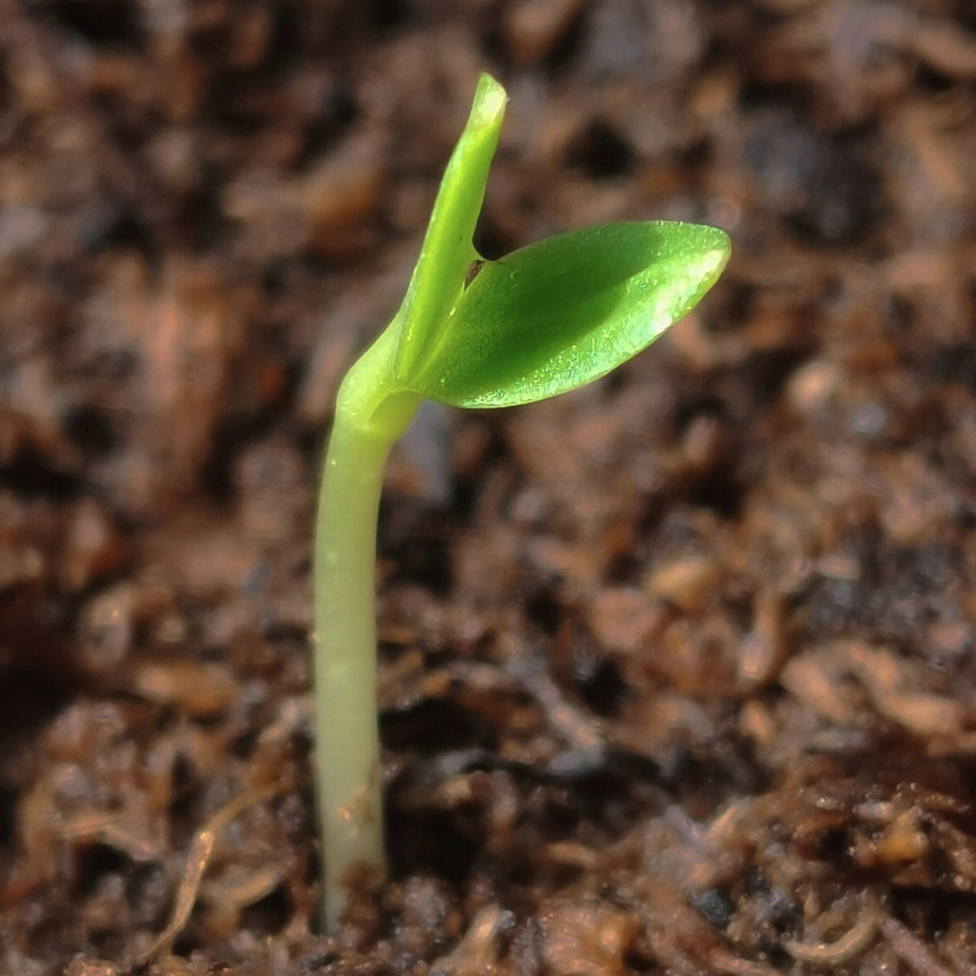 切花矢车菊幼苗图片