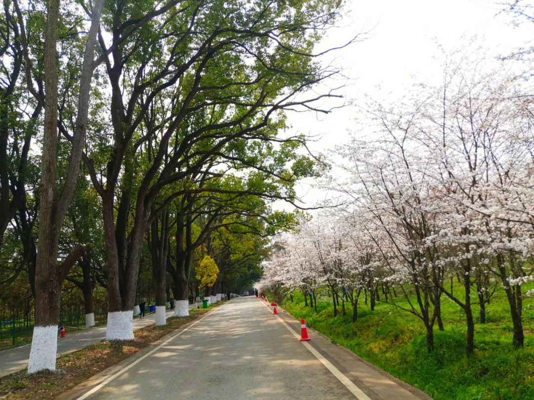 贵安新区平坝樱花园