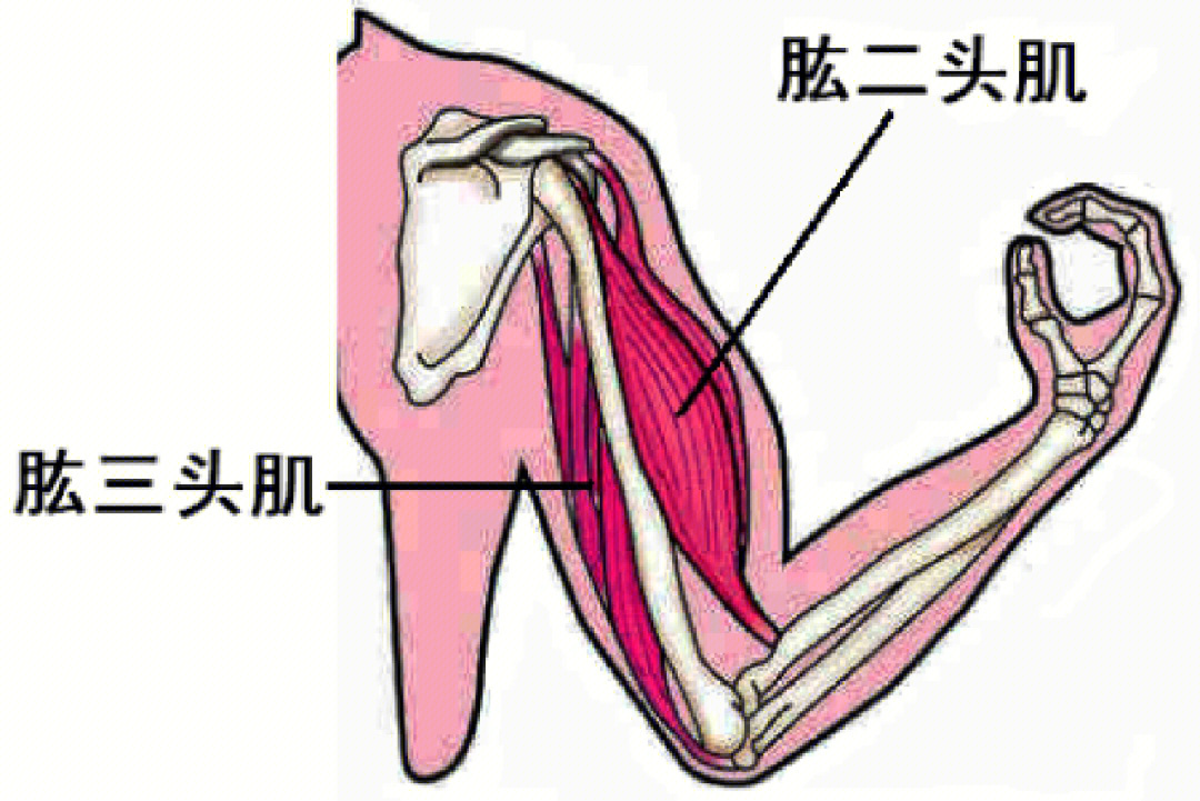 肱二头肌:有两个头,长头胯过肩关节,它的紧张会影响肩关节后伸和肘