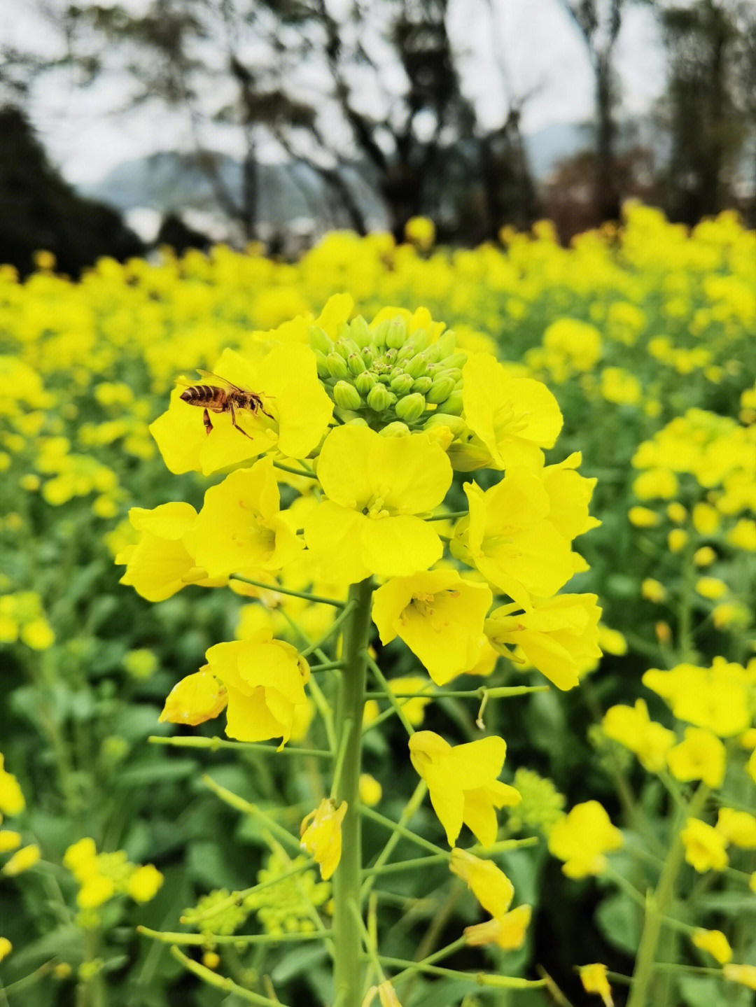 东莞油菜花2022图片