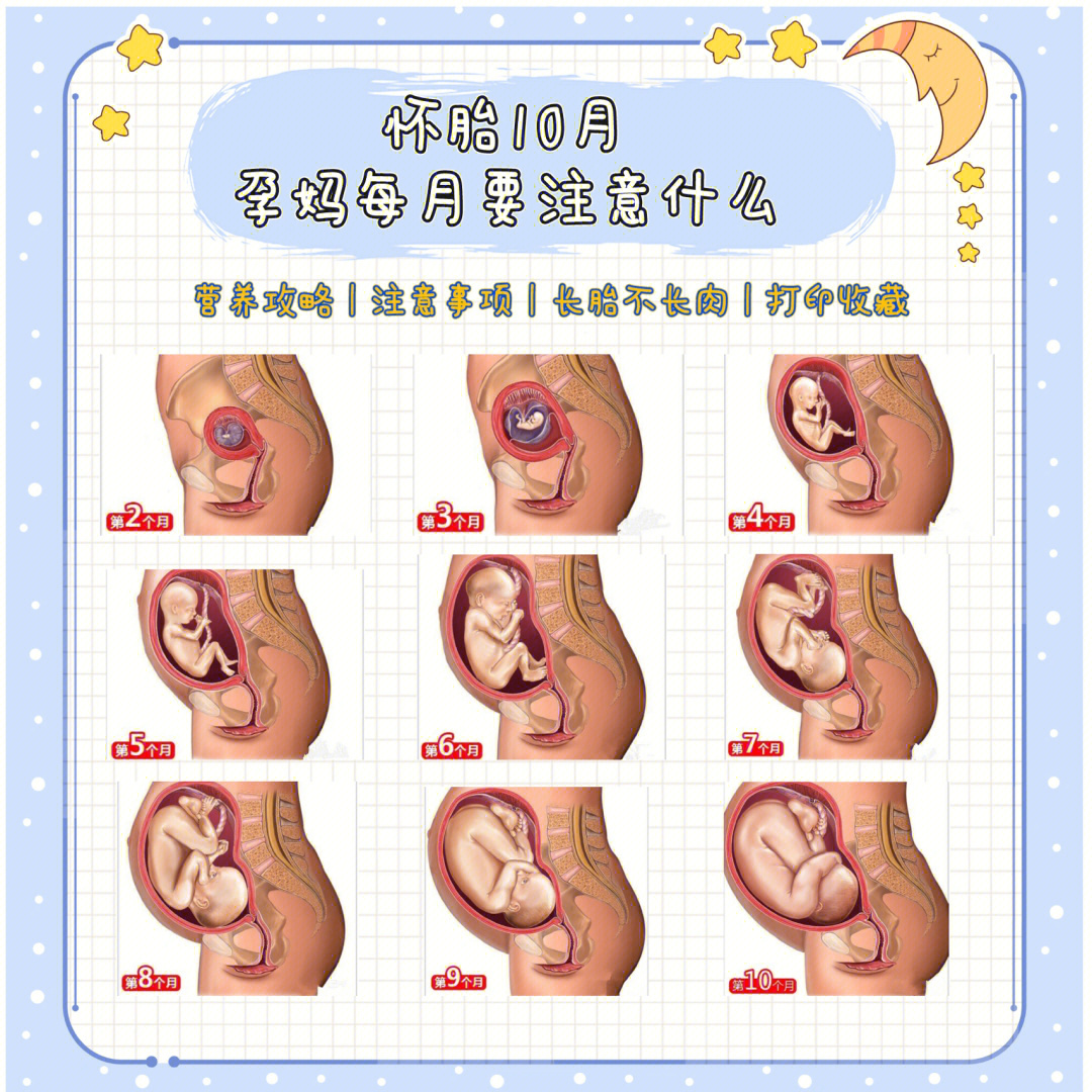 怀孕10月肚子变化图图片