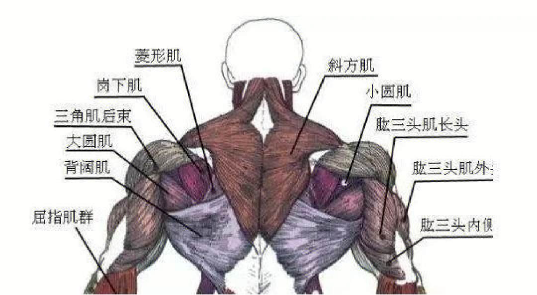 儿童背肌训练方法图解图片