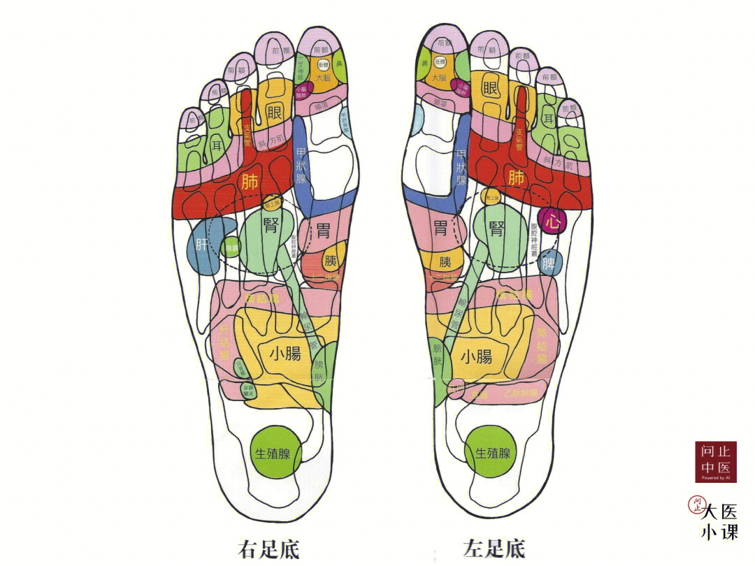 杨奕老师的足部反射区图片