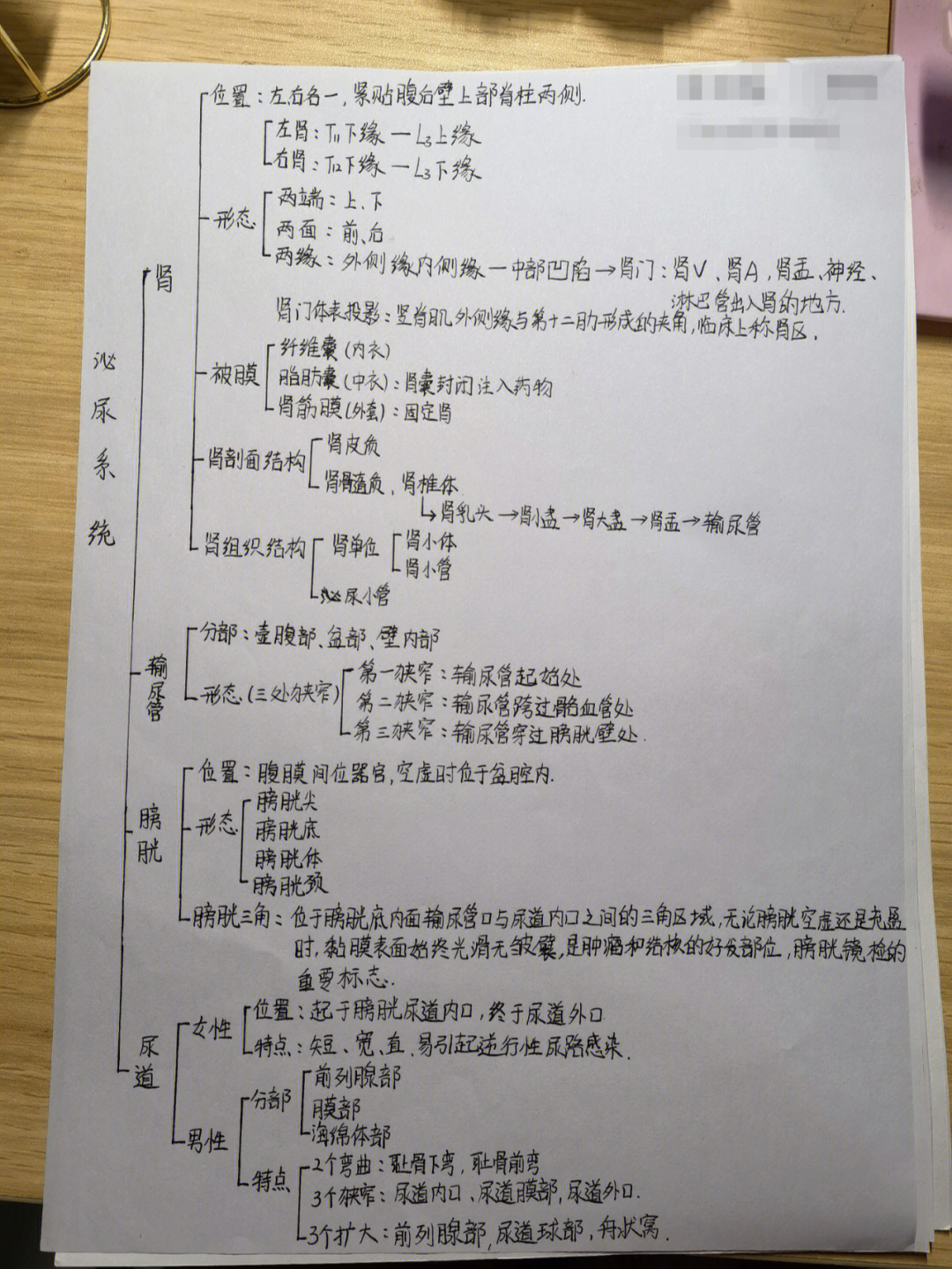 肾单位的组成思维导图图片