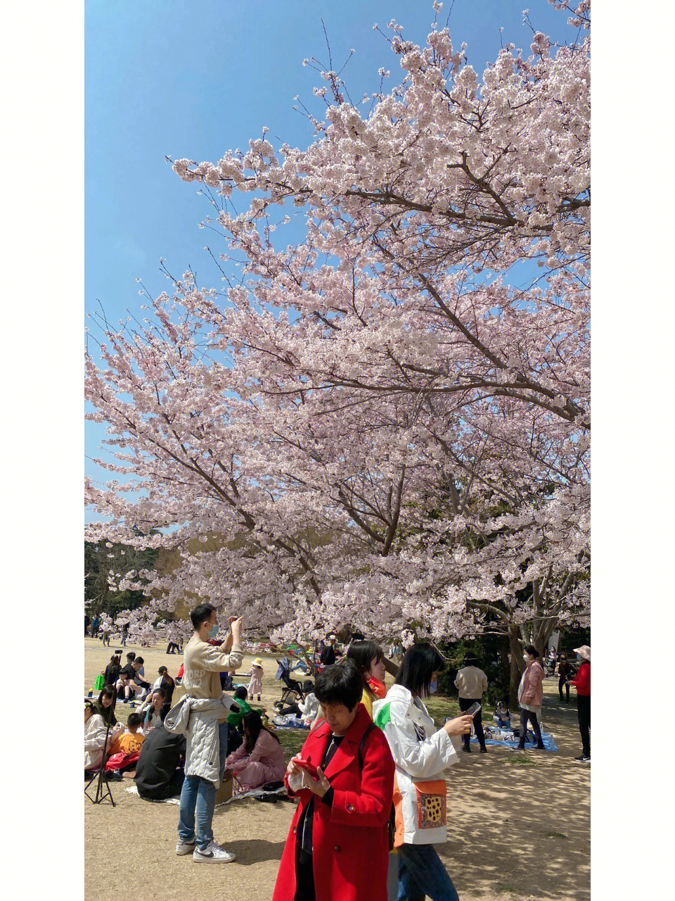 4月10号青岛中山公园樱花盛放