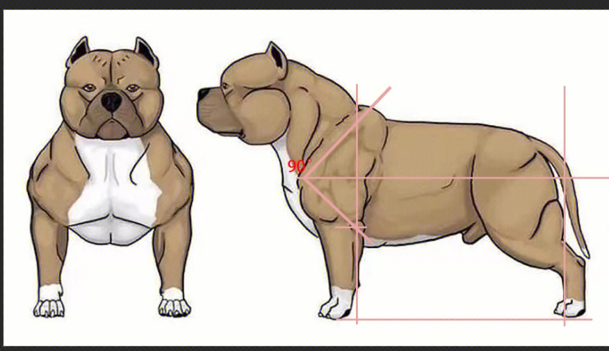 恶霸犬体型区分图图片