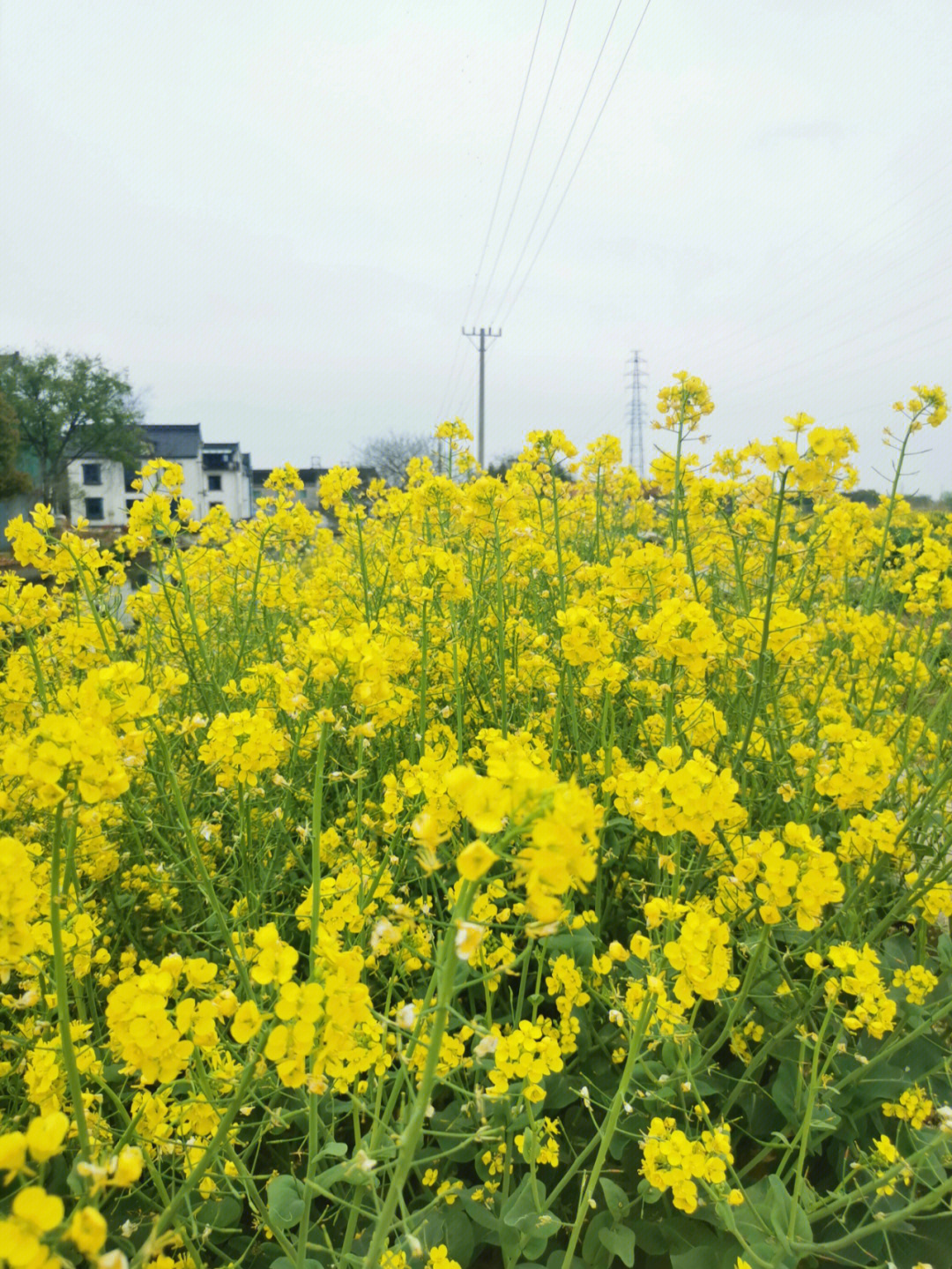 春天的油菜花