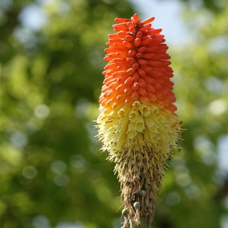 43天火炬花草本法语kniphofia