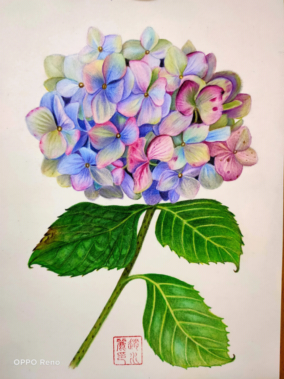 绣球花的颜色描写图片