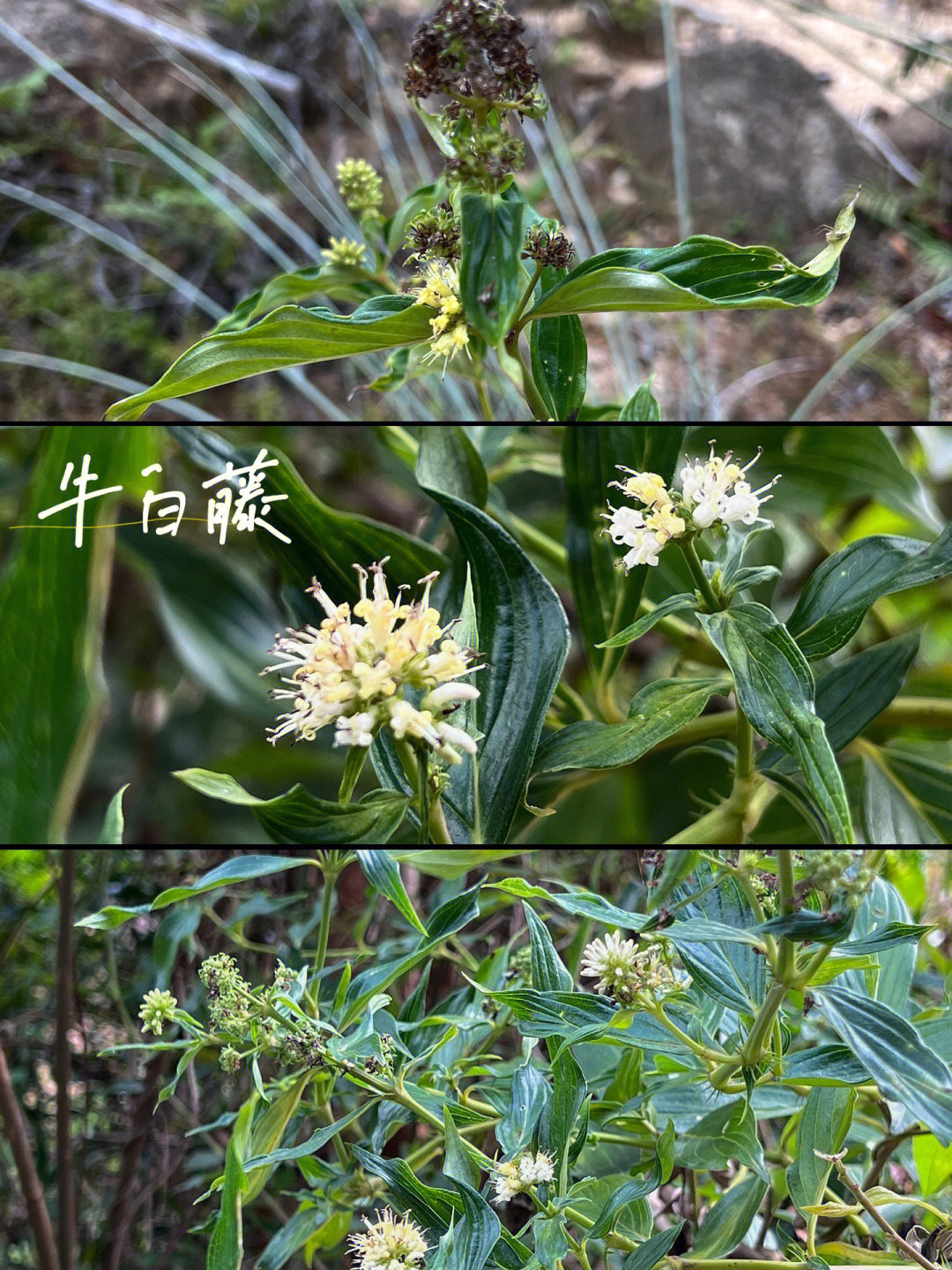 124牛白藤