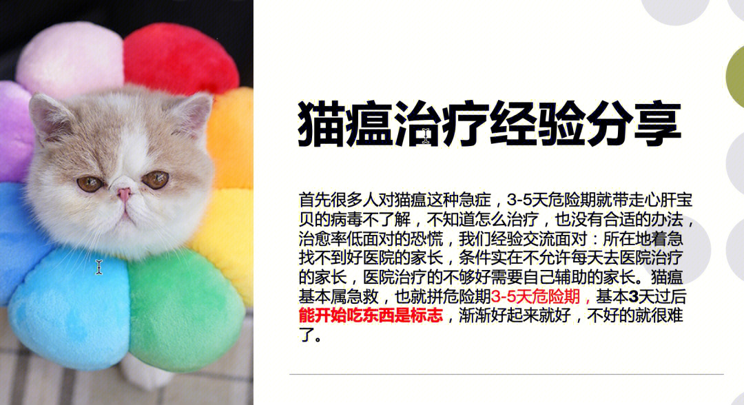 猫瘟怎么治疗图片