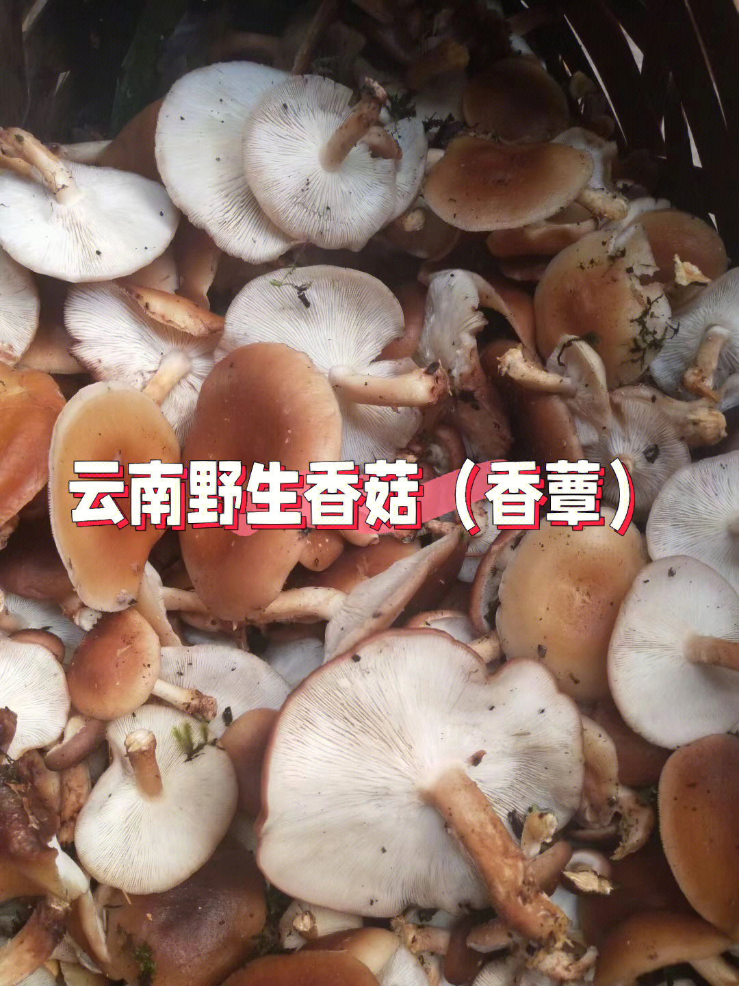 云南野生菌野生香菇香蕈