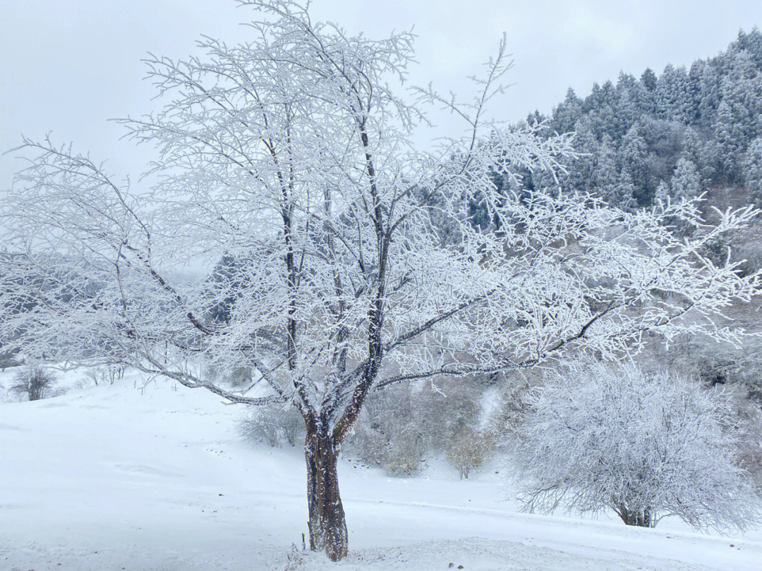 仙女山雪景说说图片