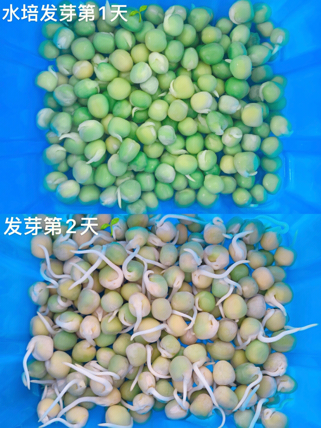 种植豌豆