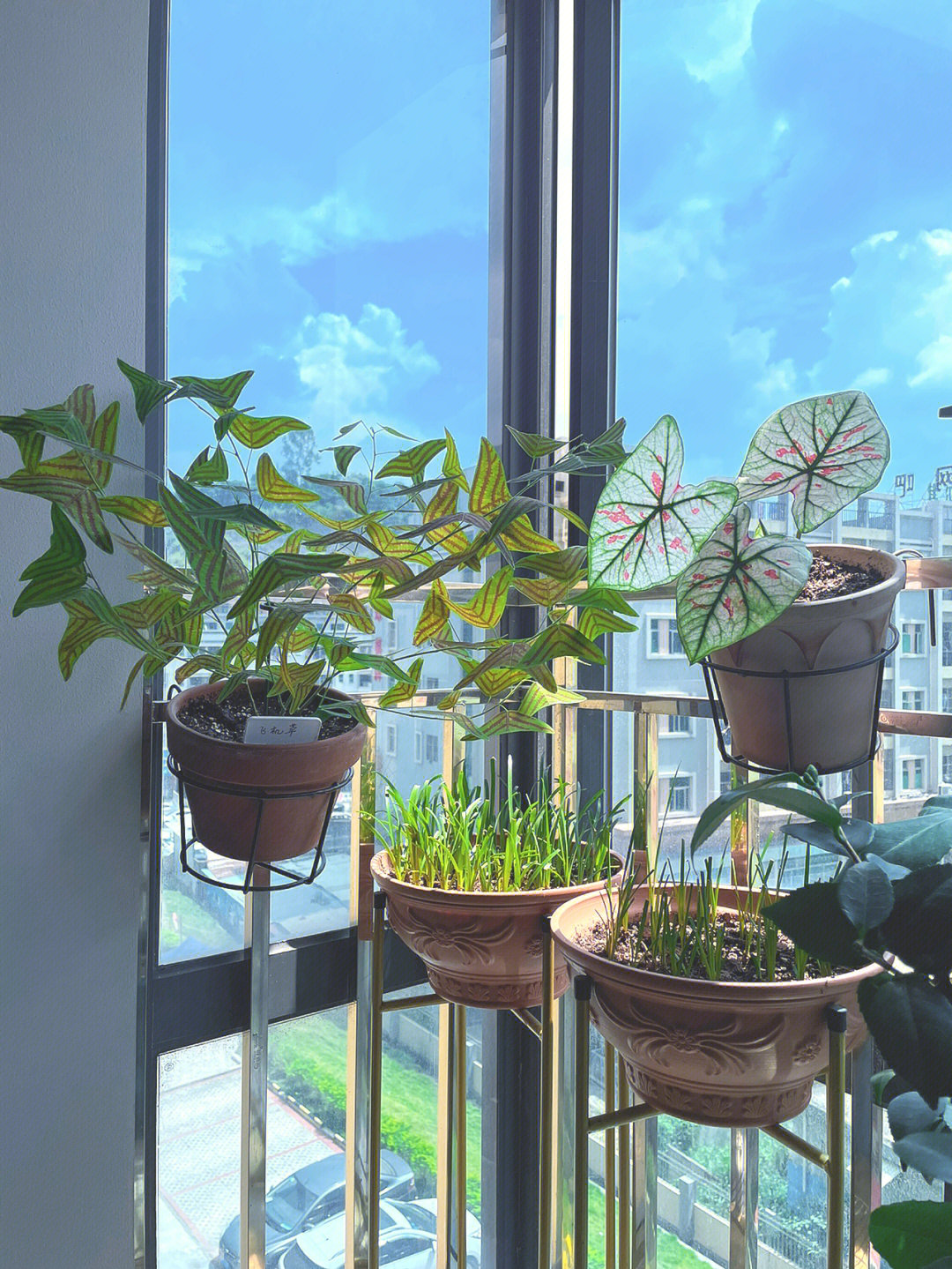 室内窗台适合养殖的植物———飞机草