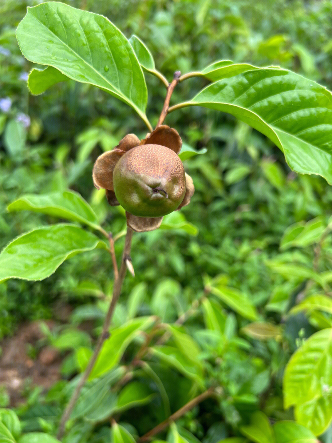 大果红花油茶和白花油茶品种如何区分辨别