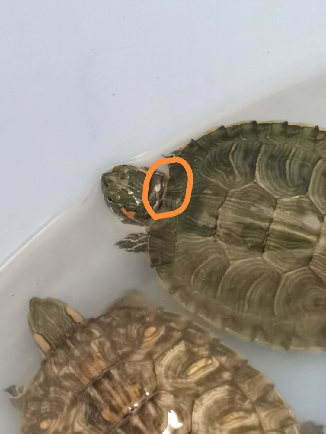 乌龟寄生虫症状图片