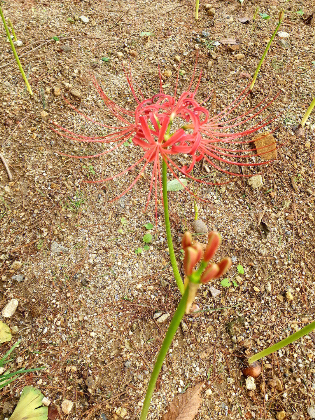 应该刚种下没几天,也是第一次看见7815#花草#红花石蒜