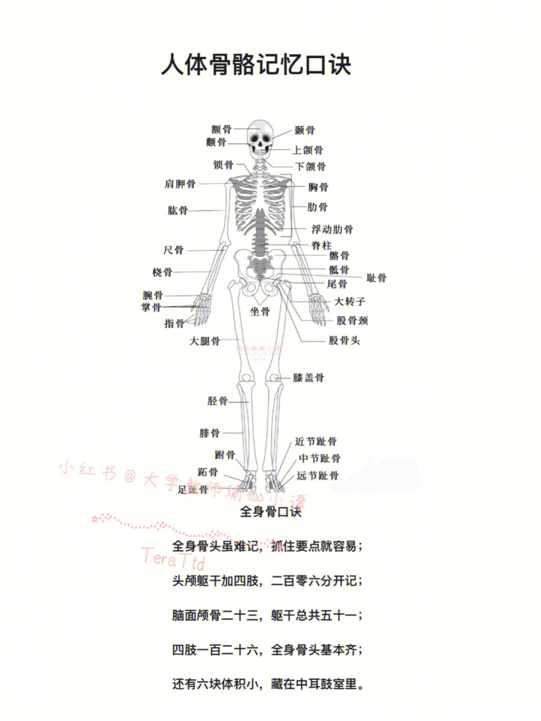 人体206块骨头口诀图片