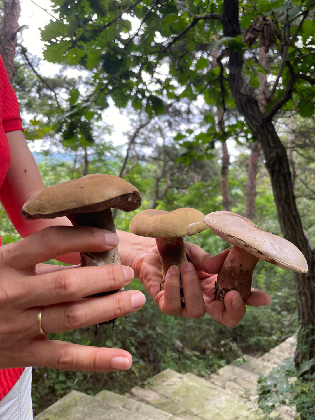 山葡萄和红蘑菇图片