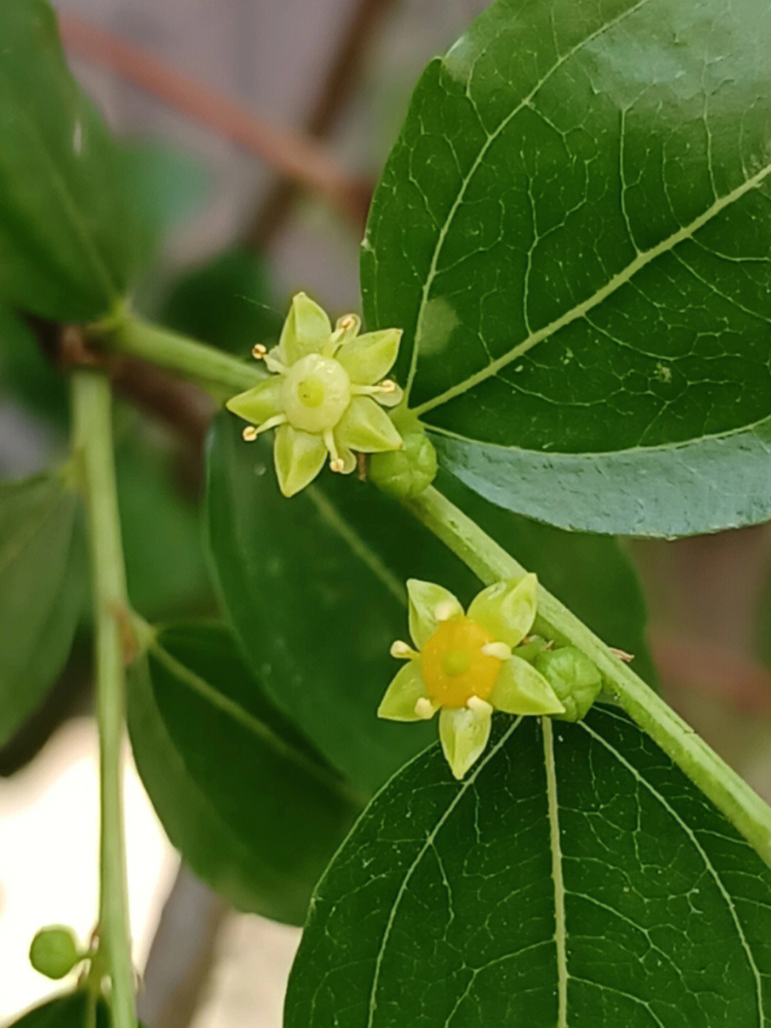 枣树几月份开花图片