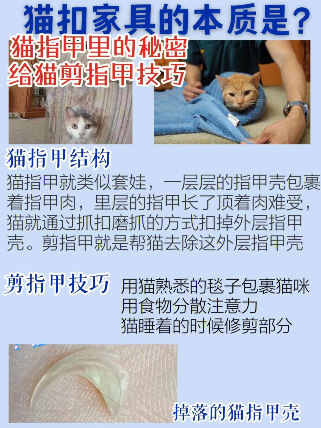 猫咪指甲结构示意图图片