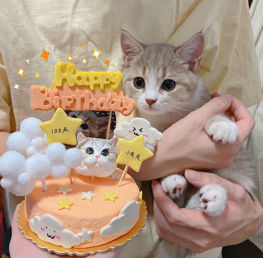 猫咪生日蛋糕宠物蛋糕