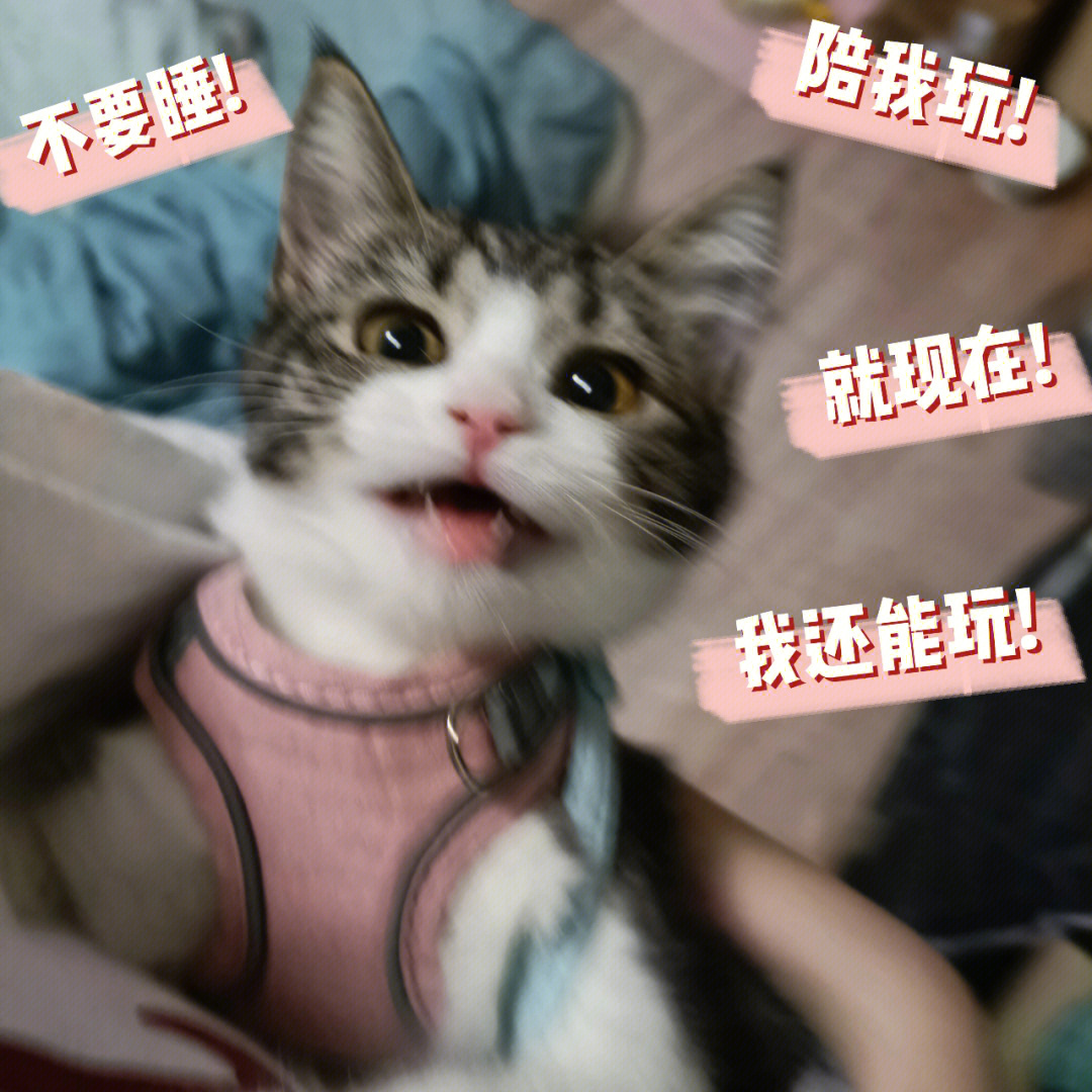 猫听完醒了图片