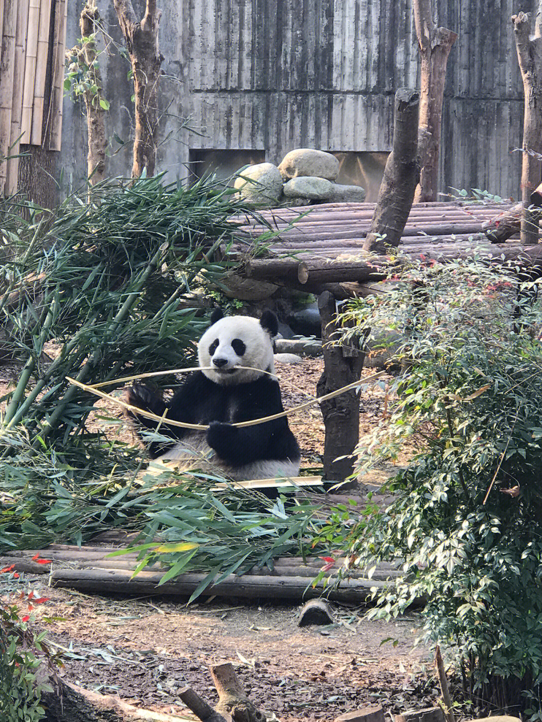 我来成都看熊猫啦啦啦啦