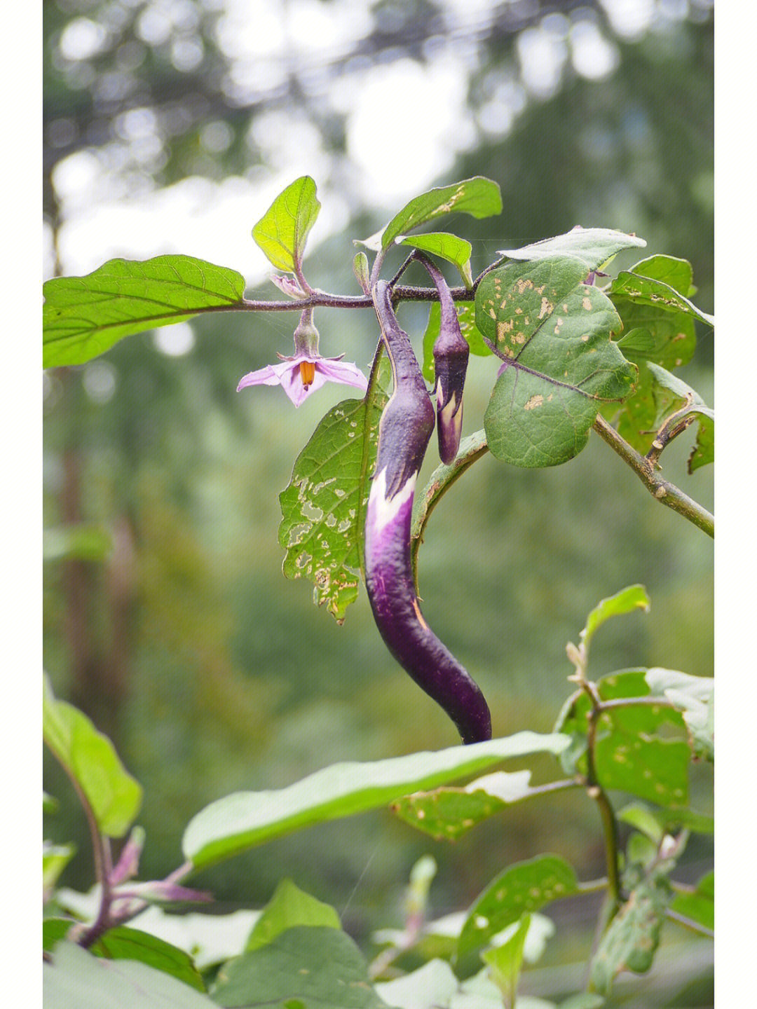 茄子花