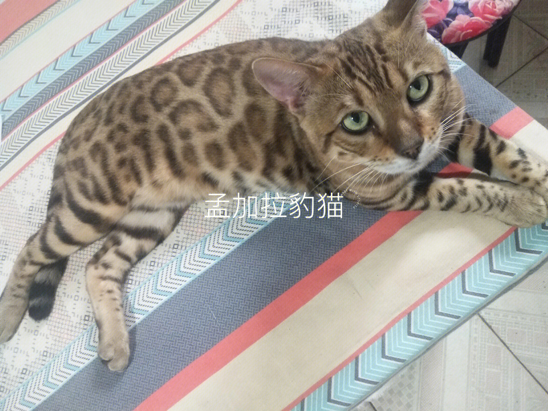 豹猫孟加拉豹猫猫咪豹纹猫咪可爱的喵星人