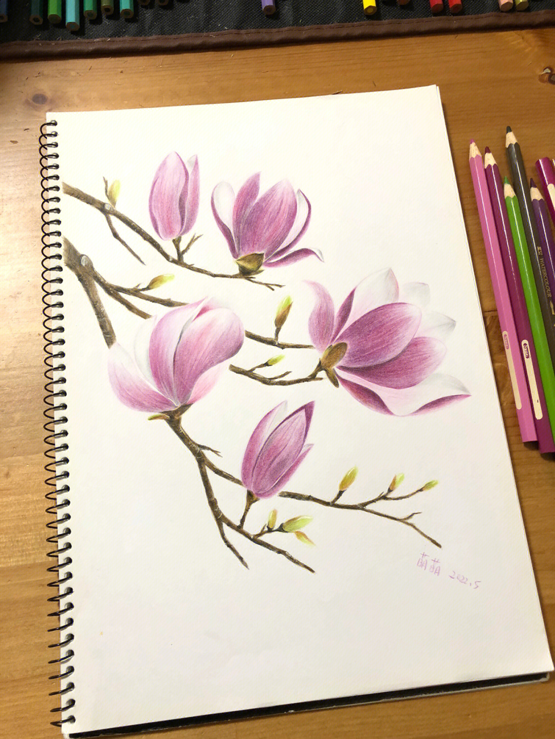 彩铅玉兰花的画法步骤图片